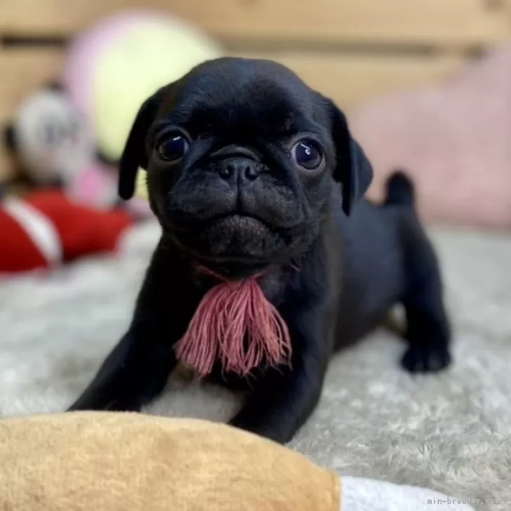 ID:2412-00518の子犬