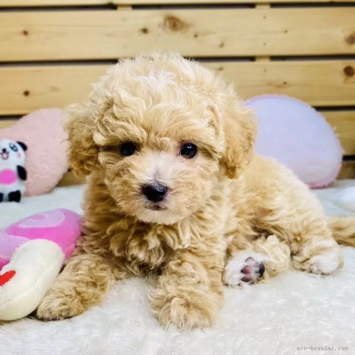 ID：2508-08163の子犬