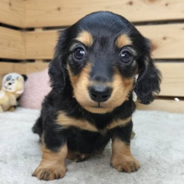 カニンヘンダックスフンド(ロング)【長野県・男の子・2025年10月13日・ブラックタン】の写真「のんびり遊ぶ可愛い男の子☺️両親遺伝子クリア✨」