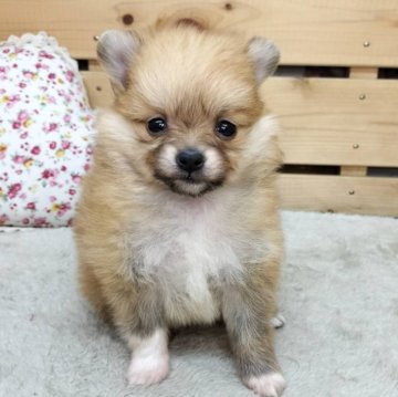ミックス(ポメラニアン×パピヨン)【長野県・女の子・2025年9月28日・オレンジ】の写真「人懐こいかわいい女の子☺️」