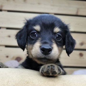 カニンヘンダックスフンド(ロング)【長野県・男の子・2025年6月2日・ブラックタン】の写真「マイペースでのんびり屋さんの可愛い男の子です☺️」