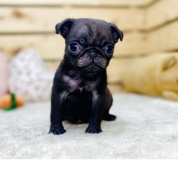 パグ【長野県・女の子・2025年2月17日・ブラック】の写真「元気で人懐こい女の子です☺️」