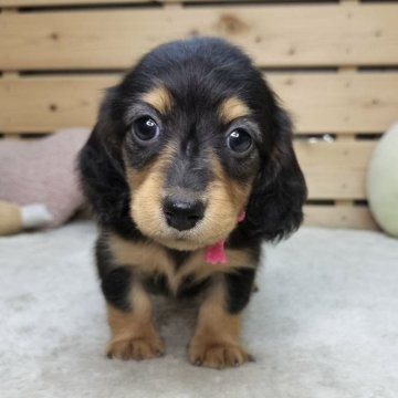カニンヘンダックスフンド(ロング)【長野県・女の子・2025年6月15日・ブラックタン】の写真「好奇心旺盛な可愛い女の子です☺️」