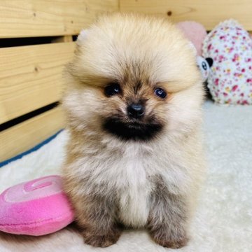 ポメラニアン【長野県・男の子・2025年7月20日・オレンジ】の写真「おっとりした男の子☺️両親遺伝子クリア✨️」