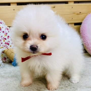 ポメラニアン【長野県・女の子・2025年9月6日・クリーム】の写真「くりくりおめめが可愛い女の子☺️両親遺伝子クリア✨」