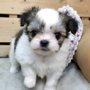 ミックス(チワワ×シーズー)【長野県・女の子・2025年10月14日・ホワイト&ブラウン】の写真「クリクリおめめの女の子☺️」