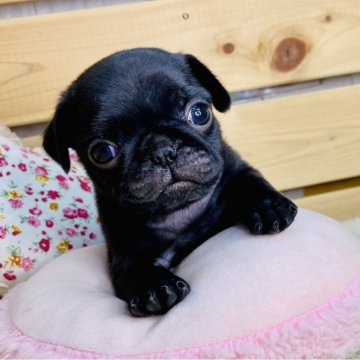 パグ【長野県・女の子・2025年4月1日・ブラック】の写真「元気で可愛い女の子です☺️両親遺伝子クリア✨」