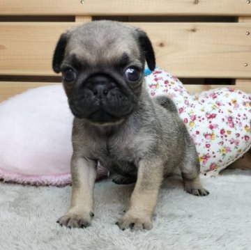 パグ【長野県・男の子・2024年11月19日・フォーン】の写真「年末年始セール🎍」