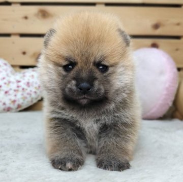 ポメ柴(ポメラニアン×柴犬)【長野県・女の子・2025年10月12日・赤】の写真「11/22わんにゃんセール🐶✨️」