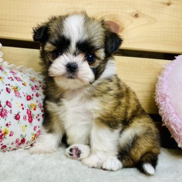 ミックス(チワワ×シーズー)【長野県・女の子・2025年10月14日・ホワイト&ブラウン】の写真「遊ぶのが大好きな女の子です☺️」