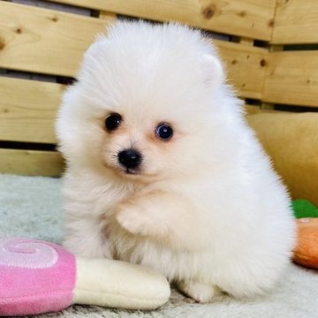 ポメラニアン【長野県・女の子・2025年9月6日・クリーム】の写真「もふもふで可愛い女の子です☺️両親遺伝子クリア✨️」