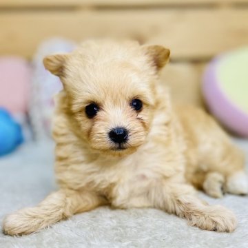 ポメプー(ポメラニアン×トイプードル)【長野県・男の子・2025年8月29日・アプリコット】の写真「モフモフな可愛い男の子☺️」