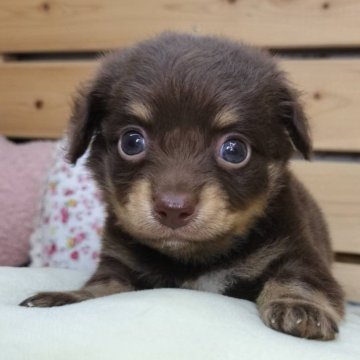 チワックス(チワワ×ダックスフンド)【長野県・男の子・2025年11月3日・チョコレートタン】の写真「小柄で可愛い男の子☺️」