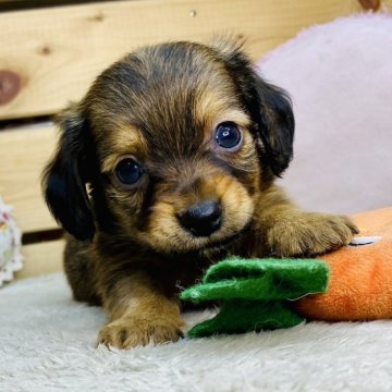 チワックス(チワワ×ダックスフンド)【長野県・男の子・2025年10月14日・レッド】の写真「人気のチワックス✨️」