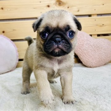 パグ【長野県・女の子・2025年3月14日・フォーン】の写真「ちいさめ可愛い女の子です☺️両親遺伝子クリア✨」