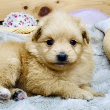 ポメプー(ポメラニアン×トイプードル)【長野県・女の子・2025年9月30日・アプリコット】の写真「のんびりさんな可愛い女の子☺️」