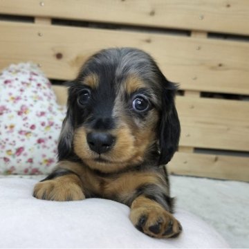 カニンヘンダックスフンド(ロング)【長野県・女の子・2025年6月3日・シルバーダップル】の写真「希少カラーの可愛い女の子です😊」