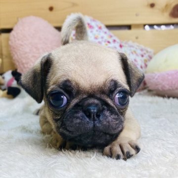 パグ【長野県・男の子・2025年8月20日・フォーン】の写真「小柄なかわいい男の子☺️」
