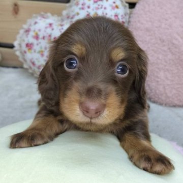 カニンヘンダックスフンド(ロング)【長野県・男の子・2024年10月1日・チョコレートタン】の写真「きょとんとしたお顔がかわいい男の子☺️」