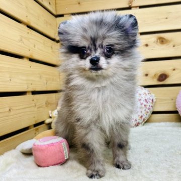 ポメラニアン【長野県・男の子・2025年7月3日・ブルーマール】の写真「希少カラーの可愛い男の子です☺️」
