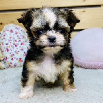 ミックス(チワワ×シーズー)【長野県・女の子・2025年10月14日・ホワイト&ブラウン】の写真「おっとりとした可愛い女の子です☺️」