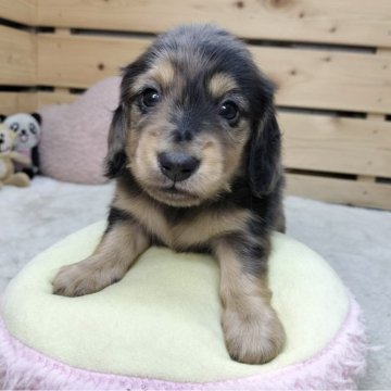 カニンヘンダックスフンド(ロング)【長野県・男の子・2025年6月3日・シルバーダップル】の写真「希少カラーの可愛い男の子です😊」