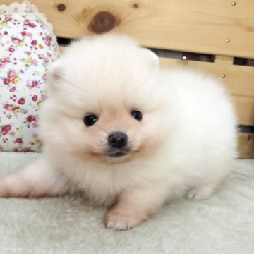 ポメラニアン【長野県・男の子・2025年9月2日・クリーム】の写真「よちよち歩きが可愛い男の子☺️両親遺伝子クリア✨️」