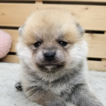 ポメ柴(ポメラニアン×柴犬)【長野県・男の子・2025年10月12日・赤】の写真「11/22わんにゃんセール🐶✨️」