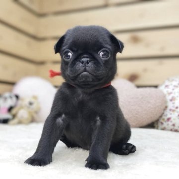 パグ【長野県・女の子・2025年2月18日・ブラック】の写真「甘えん坊で可愛い女の子です☺️4/15掲載終了」