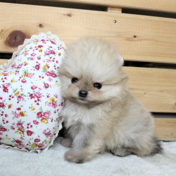 ポメラニアン【長野県・女の子・2025年9月28日・オレンジ】の写真「おっとりマイペースな女の子☺️両親遺伝子クリア✨」