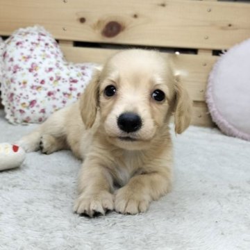 カニンヘンダックスフンド(ロング)【長野県・男の子・2025年6月2日・イエロー】の写真「甘えん坊で可愛い男の子です☺️」