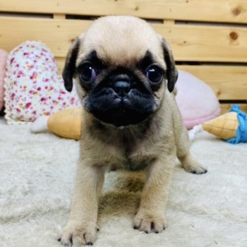 パグ【長野県・女の子・2025年8月20日・フォーン】の写真「おもちゃが大好きな可愛い女の子☺️」