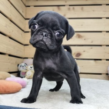 パグ【長野県・男の子・2025年6月17日・ブラック】の写真「小柄で可愛い男の子です☺️両親遺伝子クリア✨」