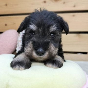 ミニチュアシュナウザー【長野県・男の子・2025年9月23日・ブラックシルバー】の写真「マイペースな男の子です‪☺️‬」