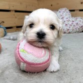 ペキプー(ペキニーズ×トイプードル)