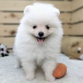 ポメラニアン
