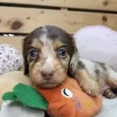 カニンヘンダックスフンド(ロング)【長野県・女の子・2025年9月21日・チョコレートダップル】の写真1