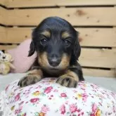 カニンヘンダックスフンド(ロング)【長野県・女の子・2025年9月19日・ブラックタン】の写真1