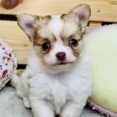 チワワ(ロング)