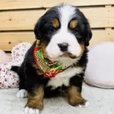 バーニーズ・マウンテン・ドッグ