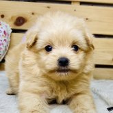 ポメプー(ポメラニアン×トイプードル)