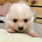 ポメラニアン