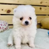 ポメラニアン
