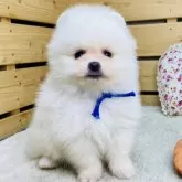 ポメラニアン