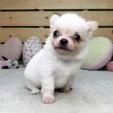 チワワ(ロング)
