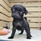 パグ