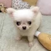 チワワ(ロング)