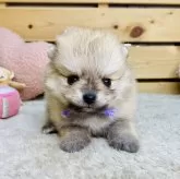 ポメラニアン【長野県・女の子・2025年9月28日・オレンジ】の写真2