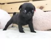 パグ【長野県・女の子・2025年2月18日・ブラック】の写真2