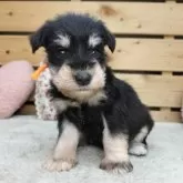 ミニチュアシュナウザー【長野県・女の子・2025年9月23日・ブラックシルバー】の写真5